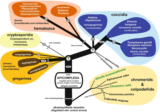 Phylogeny of Apicomplexa